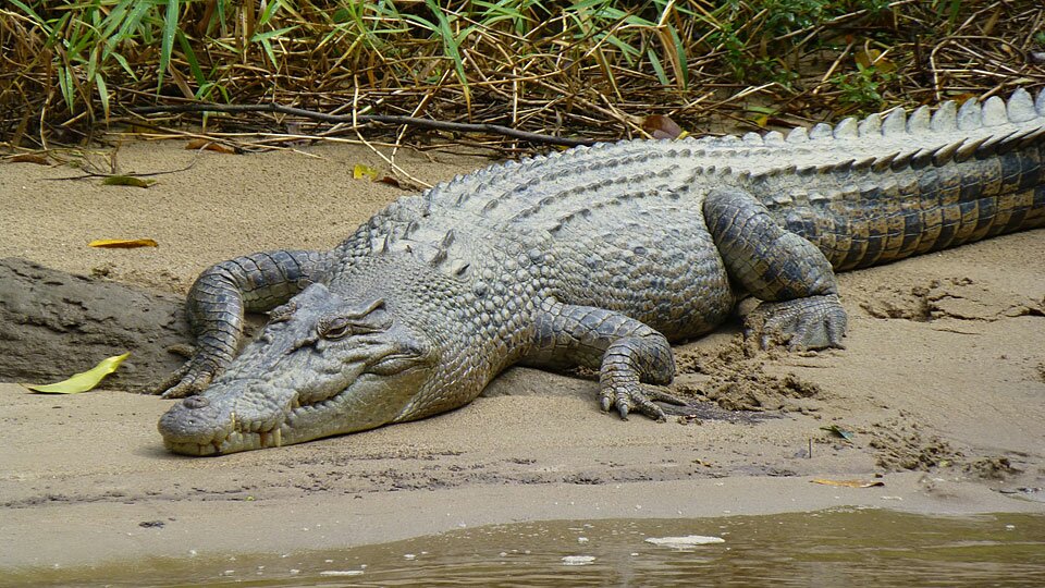 Croc and Crab Morning Nature Cruise